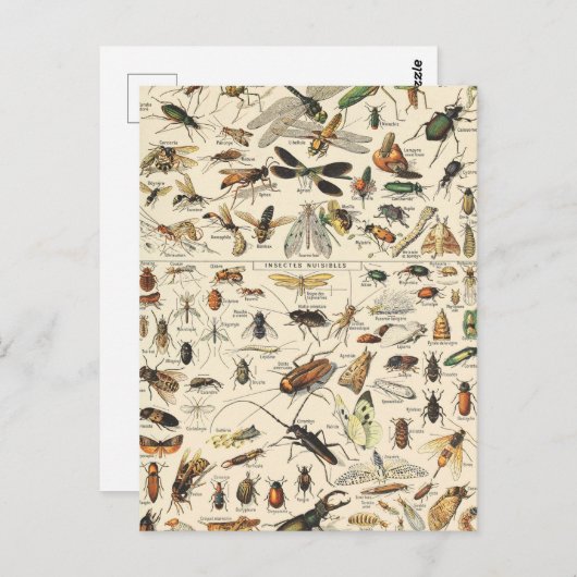 Insect and Bugs Chart Entomology Briefkaart (Voorkant / Achterkant)