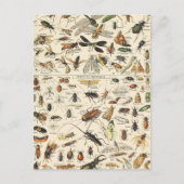 Insect and Bugs Chart Entomology Briefkaart (Voorkant)