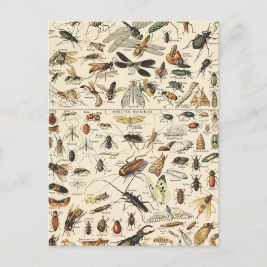 Insect and Bugs Chart Entomology Briefkaart (Voorkant)