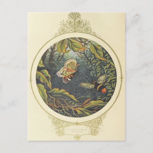  Insect Briefkaart (Voorkant)