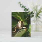 Insect Briefkaart (Staand voorkant)