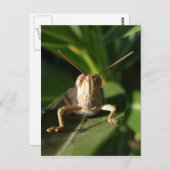 Insect Briefkaart (Voorkant / Achterkant)