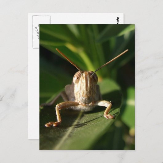 Insect Briefkaart (Voorkant / Achterkant)