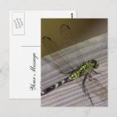 Insect Dragonfly Briefkaart (Voorkant / Achterkant)