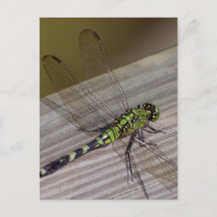 Insect Dragonfly Briefkaart