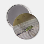 Insect Dragonfly Magneet (Voorkant / Achterkant)
