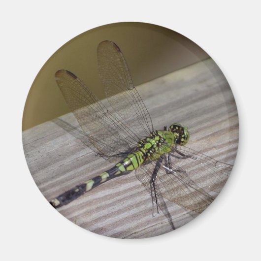 Insect Dragonfly Magneet (Voorkant)