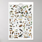  Insect en insecten wetenschappelijk poster (Voorkant)