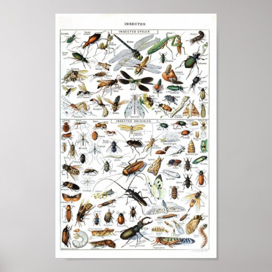  Insect en insecten wetenschappelijk poster (Voorkant)