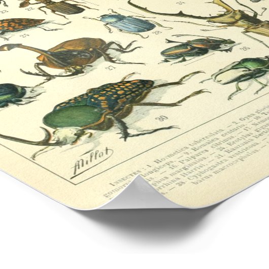  Insect en insecten wetenschappelijk poster (Hoek)