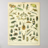  Insect en insecten wetenschappelijk poster (Voorkant)