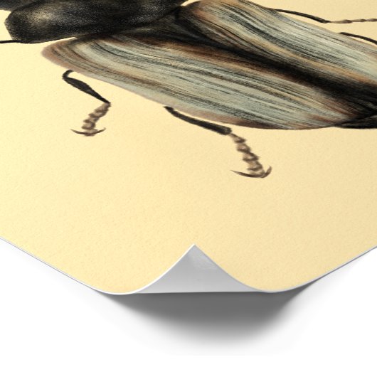 Insect Lover Beetle Art Poster (Hoek)