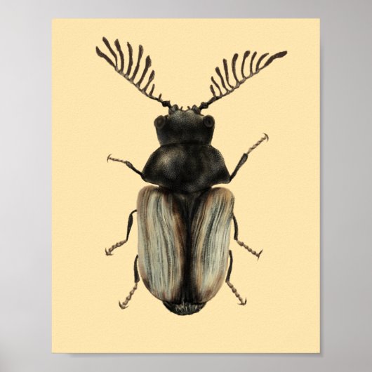 Insect Lover Beetle Art Poster (Voorkant)