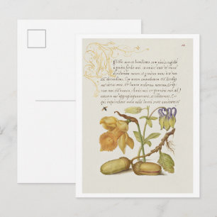 Insect, Narcis, Europese akelei, en Engels Briefkaart