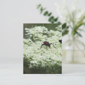 Insect op Elderflower Briefkaart (Staand voorkant)