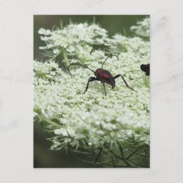 Insect op Elderflower Briefkaart