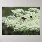 Insect op Elderflower Poster (Voorkant)