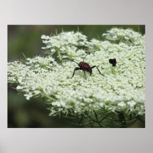Insect op Elderflower Poster