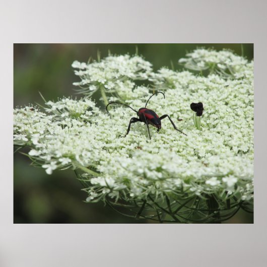 Insect op Elderflower Poster (Voorkant)