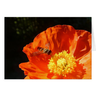 Insect op papavery