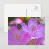 Insect op roze zaleasbloem briefkaart (Voorkant / Achterkant)