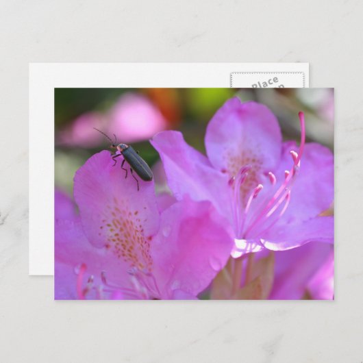 Insect op roze zaleasbloem briefkaart (Voorkant / Achterkant)