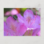 Insect op roze zaleasbloem briefkaart (Voorkant)
