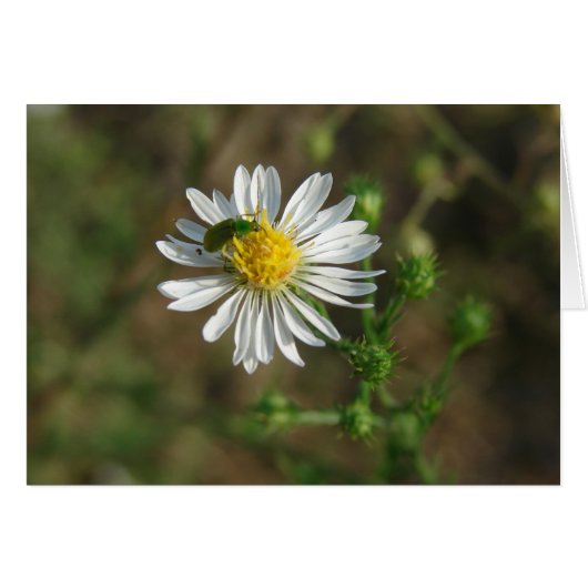 Insect op ventilator (Voorkant Horizontaal)