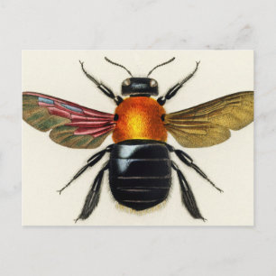 Insecte vintage geïllustreerd briefkaart