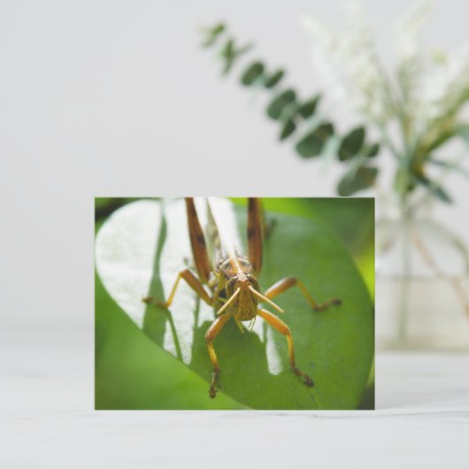 Insecten - briefkaarten (Staand voorkant)