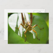 Insecten - briefkaarten (Voorkant / Achterkant)