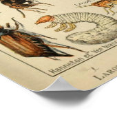 Insecten - Collectie van insecten Poster (Hoek)