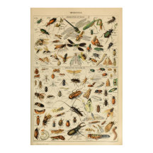 Insecten - Collectie van insecten