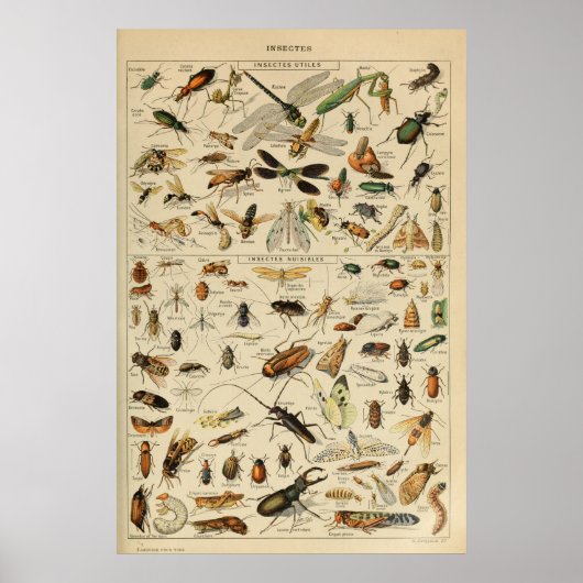 Insecten - Collectie van insecten Poster (Voorkant)