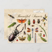 Insecten - de meest diverse organismen op aarde briefkaart (Voorkant / Achterkant)