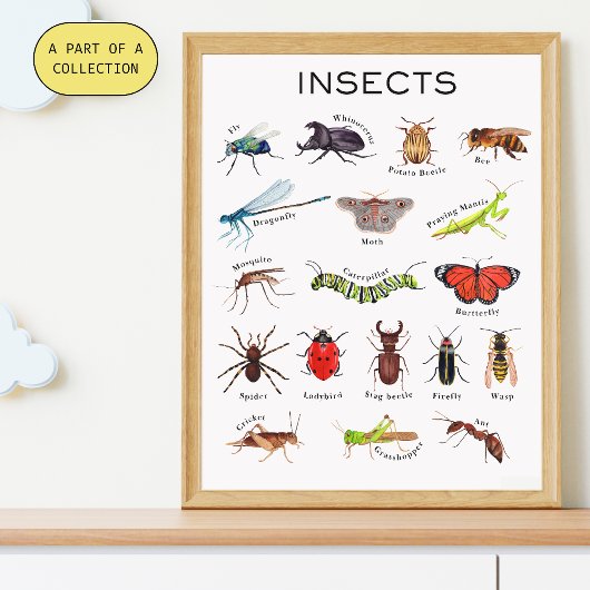 Insecten Educatief Poster