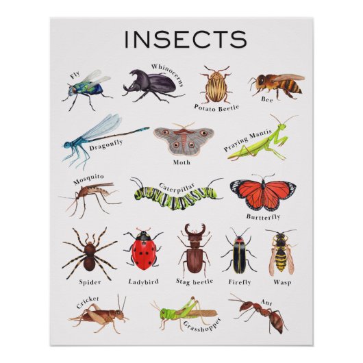 Insecten Educatief Poster (Voorkant)