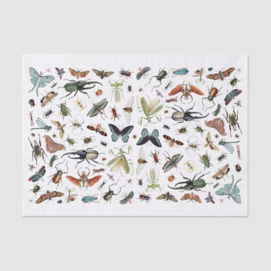 Insecten en vlinders  boekillustratie tissuepapier (Voorkant)