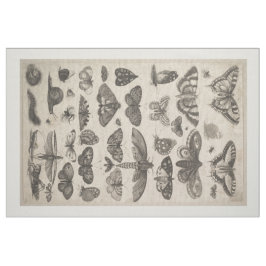  Insecten Entomologie Lepidoptera Bosbouw Stof