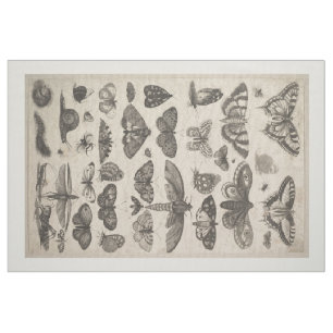 Insecten Entomologie Lepidoptera Bosbouw Stof