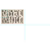  Insecten Entomologie Lepidoptera Bosbouw Stof (Delen)