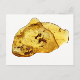 Insecten in amber briefkaart