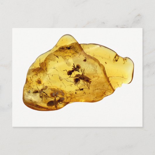 Insecten in amber briefkaart (Voorkant)