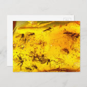 Insecten in barnsteen | briefkaart (Voorkant / Achterkant)