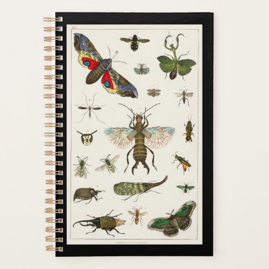 insecten, insecten, natuur, vlinder, insecten, bij planner (Voorkant)