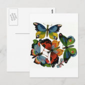 insecten of buiken, mooie buikvlies briefkaart (Voorkant / Achterkant)