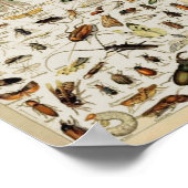 Insecten onderwijs poster (Hoek)