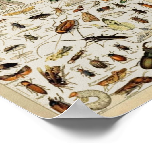 Insecten  onderwijs poster (Hoek)