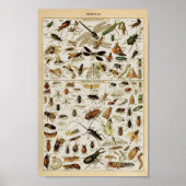 Insecten  onderwijs poster (Voorkant)