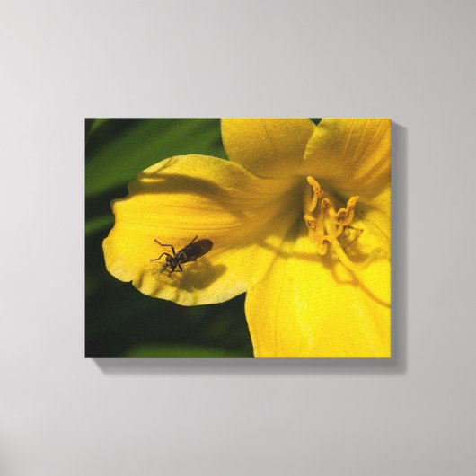 Insecten op een gele bloem canvas afdruk (Voorkant)